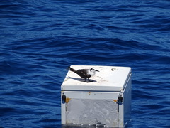 Onychoprion anaethetus