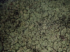 Xanthopsoroma soccatum