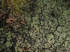 Xanthopsoroma soccatum