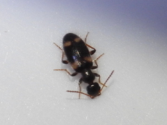 Hirticomus quadriguttatus