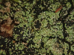 Xanthopsoroma soccatum