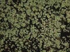 Xanthopsoroma soccatum