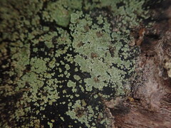 Xanthopsoroma soccatum