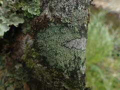 Xanthopsoroma soccatum