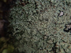 Xanthopsoroma soccatum