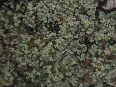 Xanthopsoroma soccatum