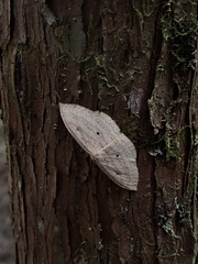 Geometridae