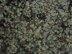 Xanthopsoroma soccatum