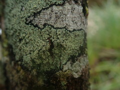 Xanthopsoroma soccatum