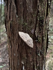 Geometridae