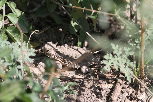 Phrynosoma cornutum