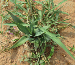 Ledebouria marginata image