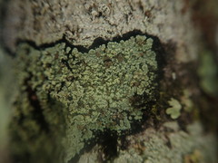 Xanthopsoroma soccatum