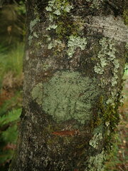 Xanthopsoroma soccatum