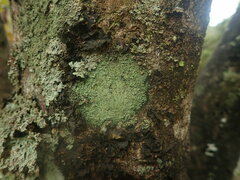 Xanthopsoroma soccatum