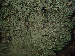 Xanthopsoroma soccatum