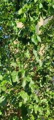 Morus alba