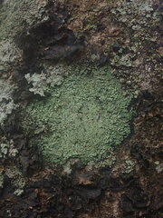 Xanthopsoroma soccatum