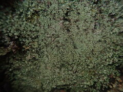 Xanthopsoroma soccatum