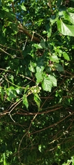 Morus alba