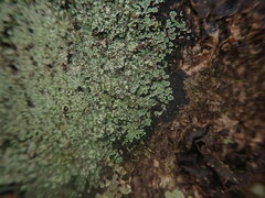 Xanthopsoroma soccatum