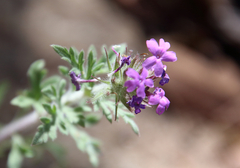 Glandularia chiricahensis