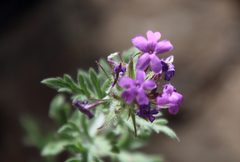 Glandularia chiricahensis