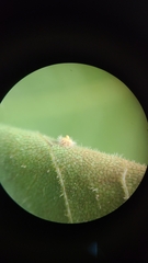 Caryomyia turbanella