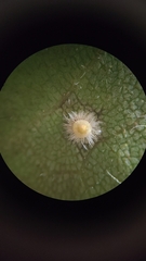 Caryomyia turbanella