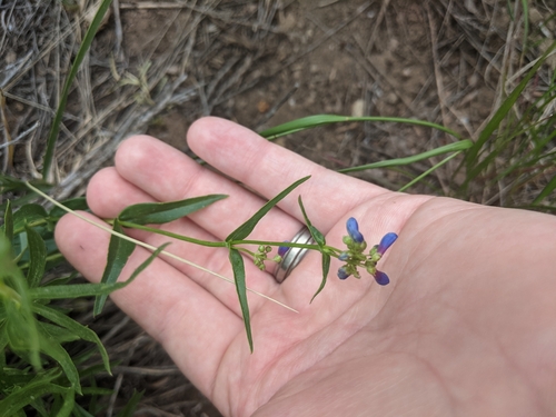 Image of Penstemon watsonii by no rights reserved