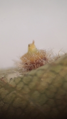 Caryomyia turbanella