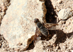 Hemipenthes seminiger