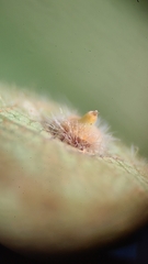 Caryomyia turbanella