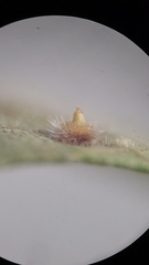 Caryomyia turbanella