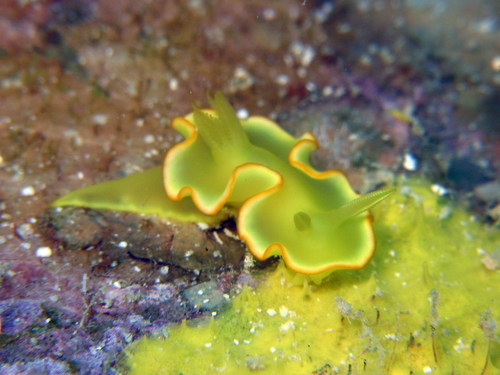 Diversidoris crocea (Rudman, 1986)