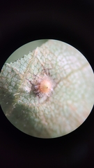 Caryomyia turbanella