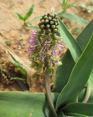 Ledebouria marginata image