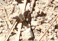 Hemipenthes seminiger