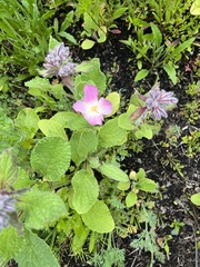 Magnoliopsida