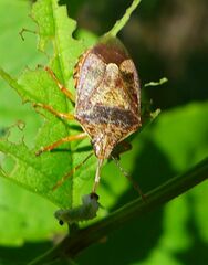 Podisus placidus