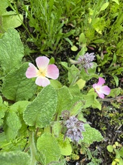 Magnoliopsida
