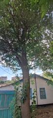 Morus alba
