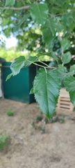 Morus alba