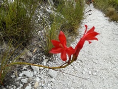 Tritoniopsis triticea