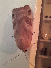 Noctua fimbriata
