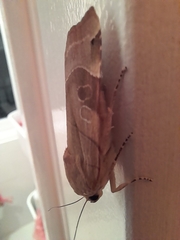 Noctua fimbriata