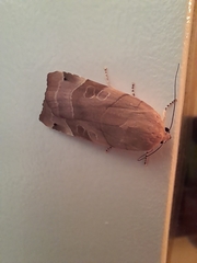 Noctua fimbriata