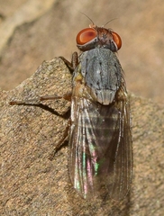 Prosopomyia pallida