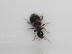 Hirticomus quadriguttatus