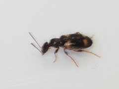 Hirticomus quadriguttatus